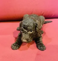 Maisie, a female Goldendoodle for sale in Booneville, MS – 3 of 4