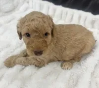 Marley, a female Goldendoodle for sale in Booneville, MS – Photo 3 of 4