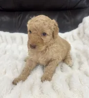 Marley, a female Goldendoodle for sale in Booneville, MS – Photo 4 of 4