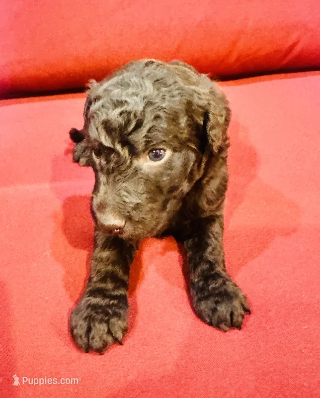 Luna – Goldendoodle puppy for sale in Booneville, MS