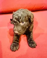 Luna, a female Goldendoodle for sale in Booneville, MS – 1 of 4