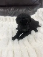 Loki, a male Goldendoodle for sale in Booneville, MS – Photo 1 of 4