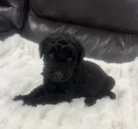 Loki, a male Goldendoodle for sale in Booneville, MS – Photo 2 of 4