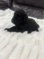 Loki, a male Goldendoodle for sale in Booneville, MS – Photo 3 of 4