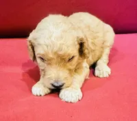 Saint, a male Goldendoodle for sale in Booneville, MS – 3 of 4