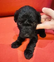 Sage, a female Goldendoodle for sale in Booneville, MS – 2 of 4