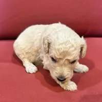 Kobe, a male Goldendoodle for sale in Booneville, MS – 2 of 4