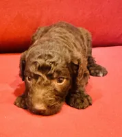 Boss, a male Goldendoodle for sale in Booneville, MS – 2 of 4