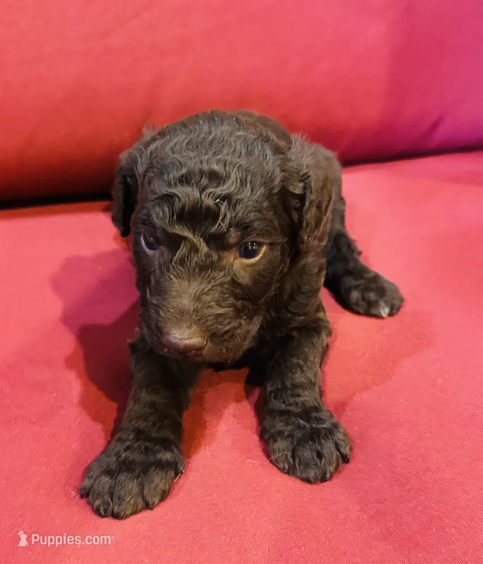 Boss – Goldendoodle puppy for sale in Booneville, MS