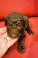 Boss, a male Goldendoodle for sale in Booneville, MS – 4 of 4