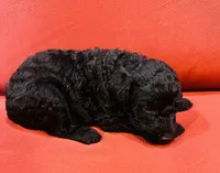 Arnold, a male Goldendoodle for sale in Booneville, MS – 4 of 4
