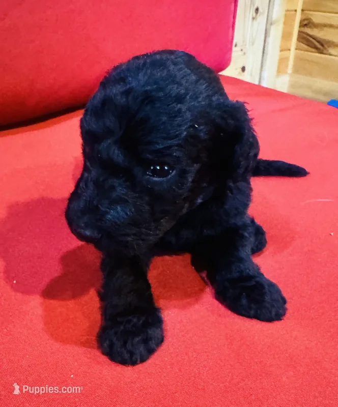 Sage – Goldendoodle puppy for sale in Booneville, MS