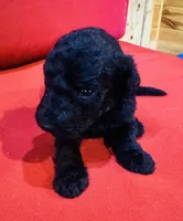 Sage, a female Goldendoodle for sale in Booneville, MS – 1 of 4