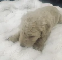 Honey, a female Goldendoodle for sale in Booneville, MS – Photo 2 of 4