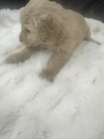 Honey, a female Goldendoodle for sale in Booneville, MS – Photo 3 of 4