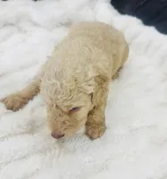 Honey, a female Goldendoodle for sale in Booneville, MS – Photo 4 of 4