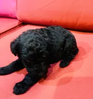 Arnold, a male Goldendoodle for sale in Booneville, MS – 2 of 4