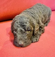 Milo, a male Goldendoodle for sale in Booneville, MS – 2 of 4