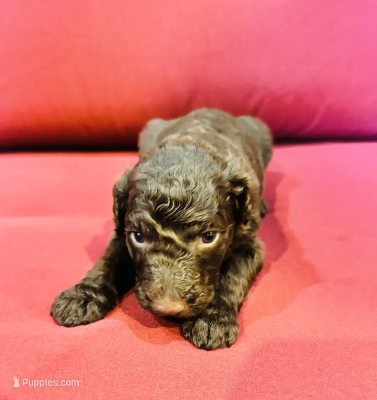 Maisie – Goldendoodle puppy for sale in Booneville, MS