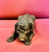 Maisie, a female Goldendoodle for sale in Booneville, MS – 1 of 4