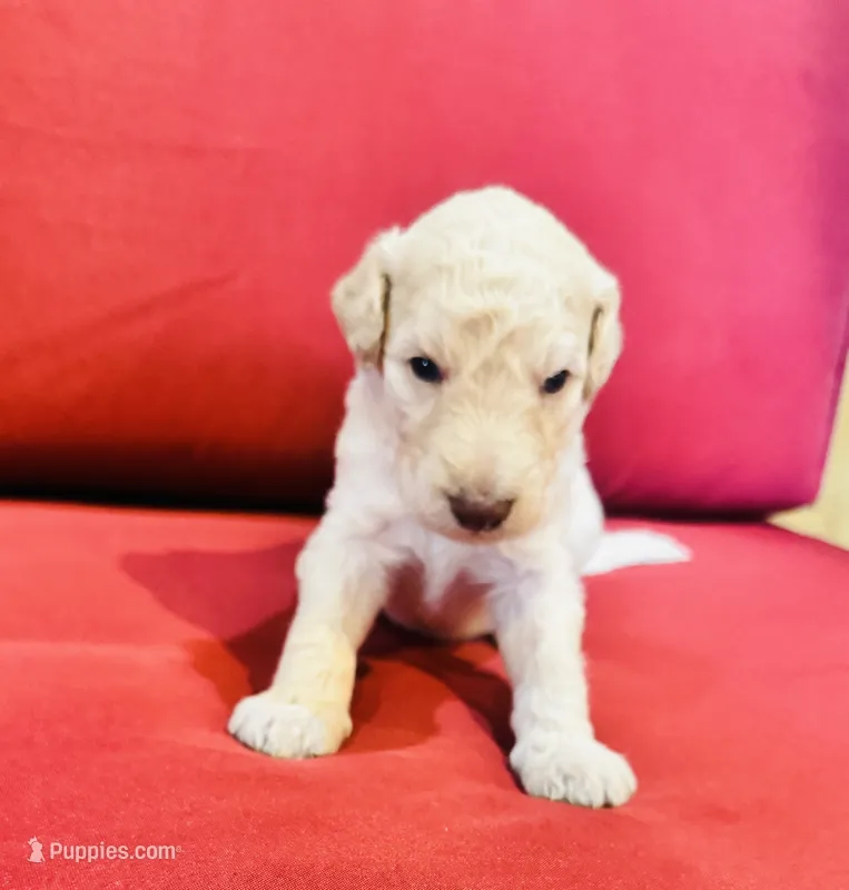 Scout – Goldendoodle puppy for sale in Booneville, MS