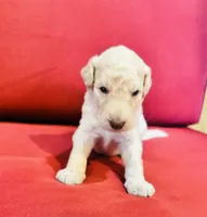 Scout, a male Goldendoodle for sale in Booneville, MS – 1 of 4