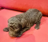 Boss, a male Goldendoodle for sale in Booneville, MS – 3 of 4