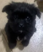 Scooter, a male Shihpoo for sale in Booneville, MS – Photo 3 of 5