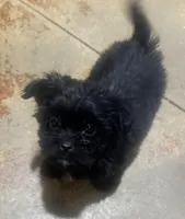 Scooter, a male Shihpoo for sale in Booneville, MS – Photo 4 of 5