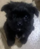 Scooter, a male Shihpoo for sale in Booneville, MS – Photo 1 of 5