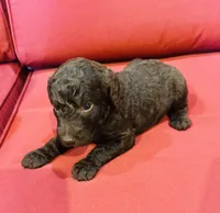 Luna, a female Goldendoodle for sale in Booneville, MS – 2 of 4