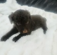 Baxter, a male Goldendoodle for sale in Booneville, MS – Photo 3 of 3