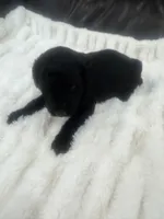 Louie, a male Goldendoodle for sale in Booneville, MS – Photo 2 of 4