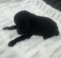 Louie, a male Goldendoodle for sale in Booneville, MS – Photo 3 of 4