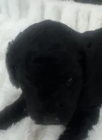 Louie, a male Goldendoodle for sale in Booneville, MS – Photo 1 of 4