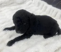 Louie, a male Goldendoodle for sale in Booneville, MS – Photo 4 of 4