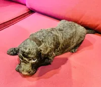 Maisie, a female Goldendoodle for sale in Booneville, MS – 4 of 4
