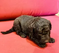 Sable, a female Goldendoodle for sale in Booneville, MS – 2 of 4