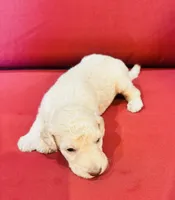 Scout, a male Goldendoodle for sale in Booneville, MS – 3 of 4