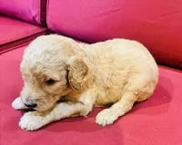 Saint, a male Goldendoodle for sale in Booneville, MS – 4 of 4