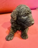 Luna, a female Goldendoodle for sale in Booneville, MS – 3 of 4