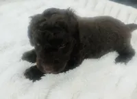 Luna, a female Goldendoodle for sale in Booneville, MS – Photo 2 of 4