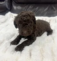 Luna, a female Goldendoodle for sale in Booneville, MS – Photo 3 of 4