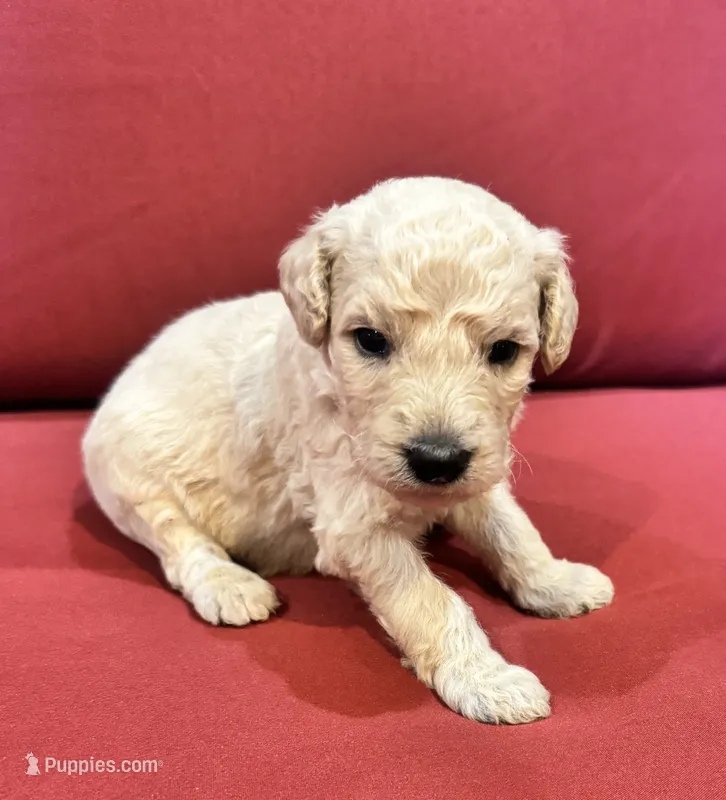 Kobe – Goldendoodle puppy for sale in Booneville, MS