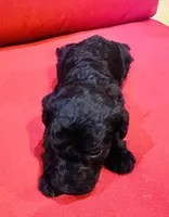 Sage, a female Goldendoodle for sale in Booneville, MS – 4 of 4