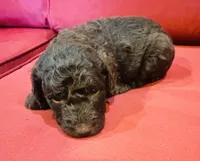 Sable, a female Goldendoodle for sale in Booneville, MS – 4 of 4