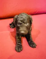 Luna, a female Goldendoodle for sale in Booneville, MS – 4 of 4