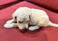 Kobe, a male Goldendoodle for sale in Booneville, MS – 3 of 4