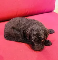 Milo, a male Goldendoodle for sale in Booneville, MS – 3 of 4