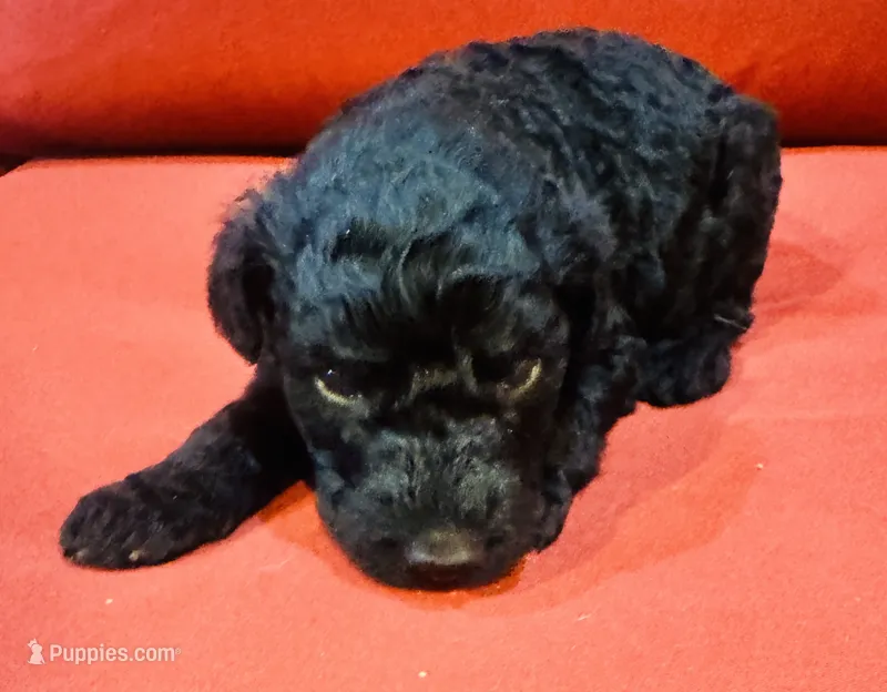 Arnold – Goldendoodle puppy for sale in Booneville, MS